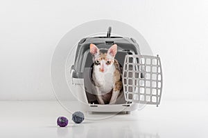 Curious Cornish Rex Cat Looking out of the box on the White table with Reflection. White Wall Background. Little Balls as toy in