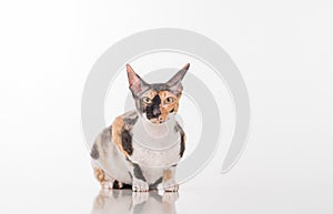 Curious Cornish Rex Cat Lying on the White Desk. White Background. Portrait.