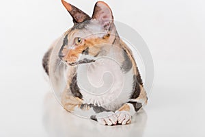 Curious Cornish Rex Cat Lying on the White Desk. White Background. Portrait.