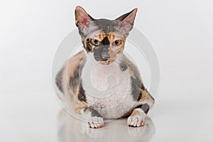 Curious Cornish Rex Cat Lying on the White Desk. White Background. Portrait.