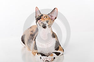 Curious Cornish Rex Cat Lying on the White Desk. White Background. Portrait. Looking Up.