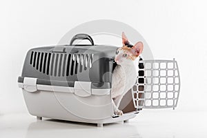 Curious Cornish Rex Cat Sitting in the Box on the White table with Reflection. White Wall Background. Looking Left.