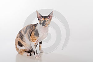 Curious Cornish Rex Cat Sitting on the White Desk. White Background. Lookig Up.