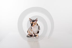 Curious Cornish Rex Cat Sitting on the White Desk. White Background. Looking Down.