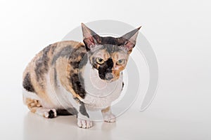 Curious Cornish Rex Cat Sitting on the White Desk. White Background. Portrait.