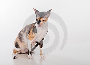 Curious Cornish Rex Cat Sitting on the White Desk. White Background. Portrait. Open Mouth.