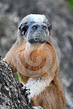 A Curious Cotton top tamarin