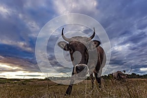 Curious Cow