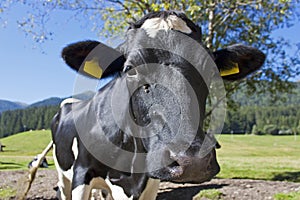A curious cow img