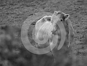 Curious cow