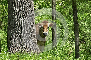 Curious Cow