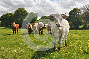 Curious cow