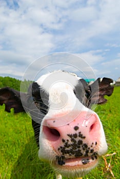 Curious cow