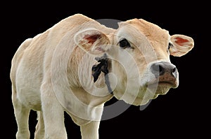 Curious cow calf