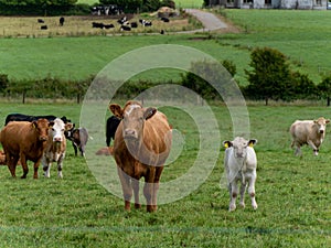 Curious cow and calf on a green grass pasture on a summer day. Cows on free grazing. Livestock farm. White and brown cow on green