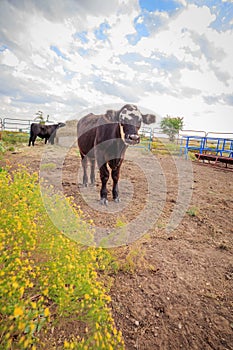 Curious cow in corral