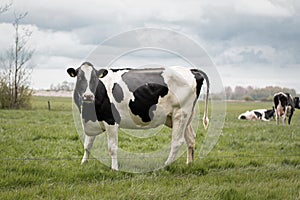 Curious cow in Dutch meadows with cows on the background. Outside in grassland of the Netherlands