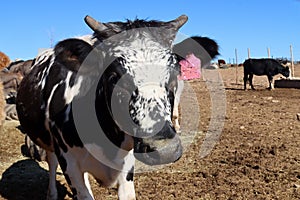 Curious cow: feedlot