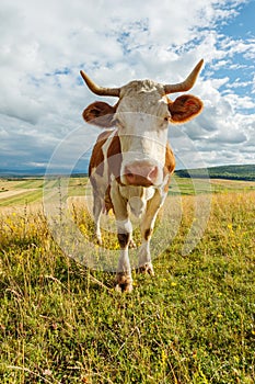 Curious cow on the field