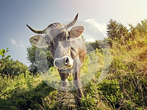 Curious cow on the green meadow