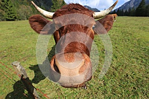 A curious cow with horns on a pasture looking in the camera