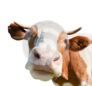Curious cow, isolated on white background photo