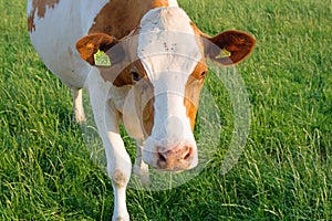 Curious cow looking around