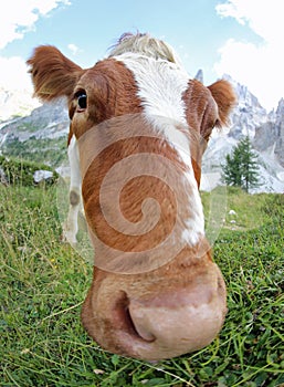 curious cow looking towards the camera with a fisheye lens attac