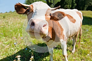 Curious cow in the meadow