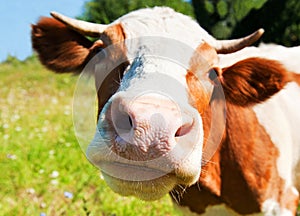 Curious cow in the meadow