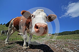 curious cow in the mountains photographed with fisheye lens