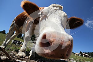 curious cow photographed with fisheye lens