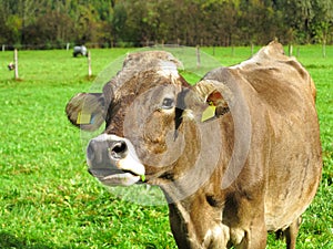 Curious cow portrait in green pastures photo