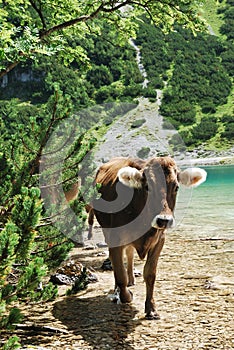 Curious cow in the Seebensee