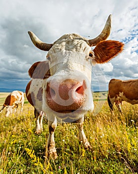 Curious cow sniffing