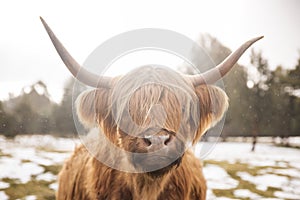 Curious Cow in the snow