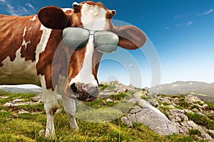 Curious Cow with Sunglasses