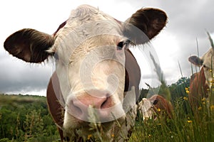 Curious cows photo