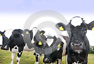 Curious cows