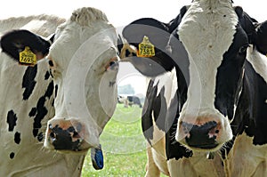 Curious cows