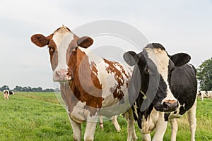 Curious cows in Dutch pasture