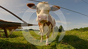 Curious cows graze in a pasture in Bavaria, Germany in the Alps. The theme is cattle breeding and dairy products