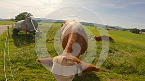 Curious cows graze in a pasture in Bavaria, Germany in the Alps. The theme is cattle breeding and dairy products