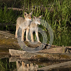 curious coyote cubs explore nature