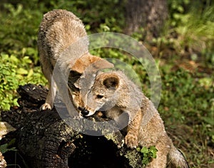 Curious Coyote Pups