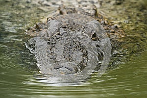 Curious crocodile hunting for prey