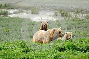 Curious Cub