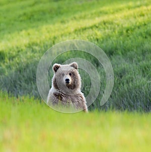 Curious cub Alaska brown bear grizzly