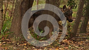 Curious Cub Wolf, Canis Lupus, Gray Wolf, Grey Wolf Sniffing And Running Outdoors In Autumn Day. Puppy Wolf in aviary