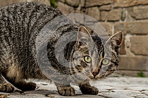 Curious and cuddly cat looking at the lens and walking in the middle of the street.